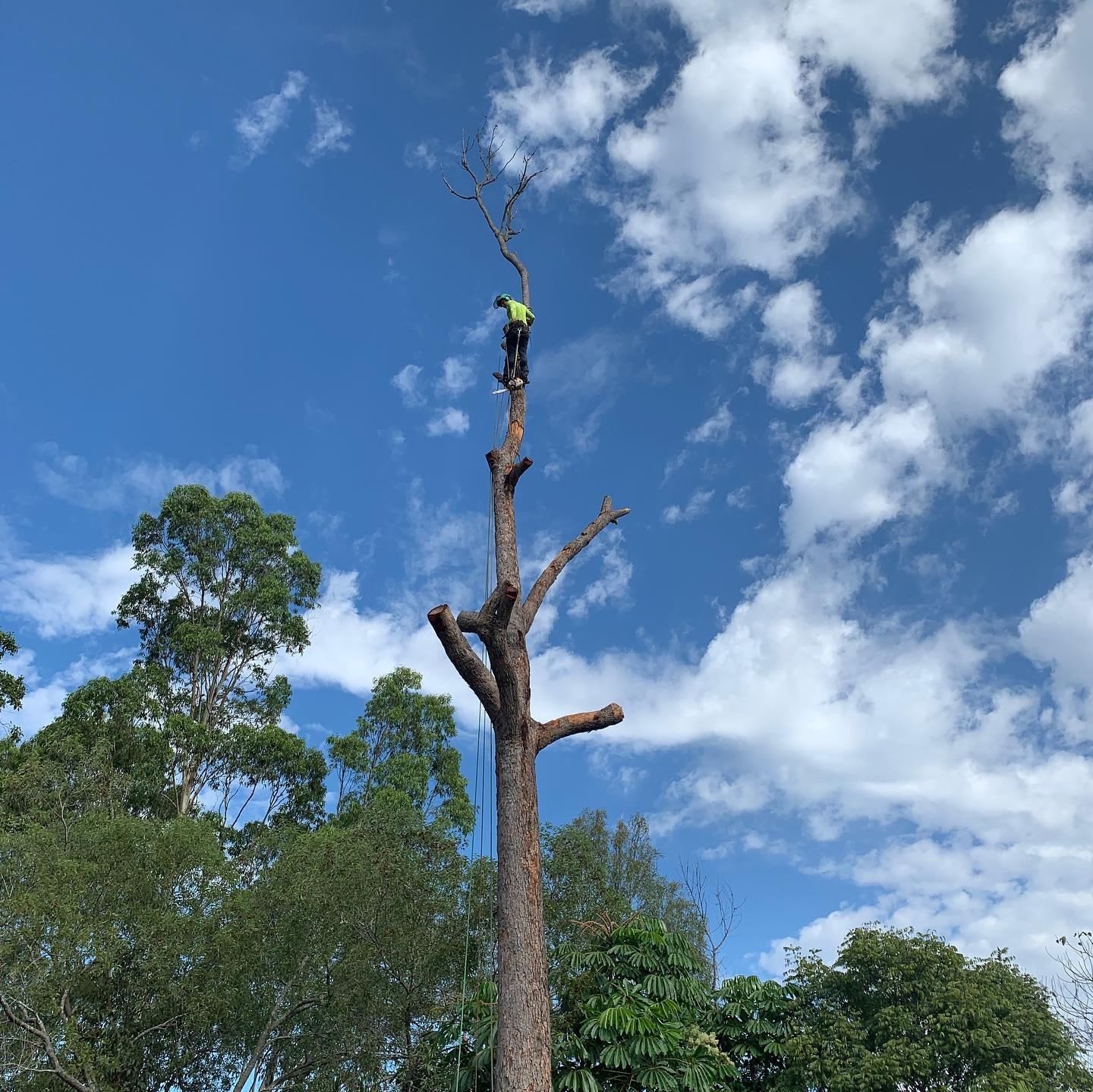 Gold Coast Hinterland Acreage tree lopping, tree removal and clearing.