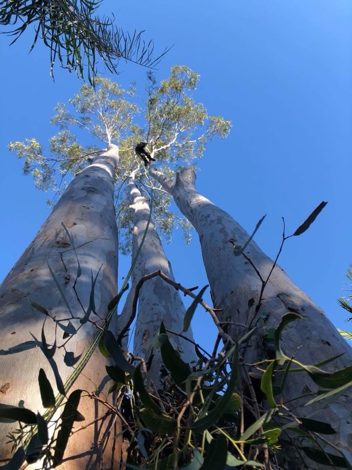 Tree Removal and lopping Gold Coast by Rhino Trees