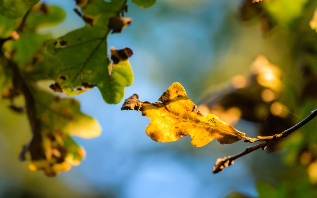 5 Ways To Tell If Your Tree is Sick or Dying