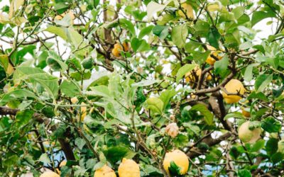 How to Prune a Fruit Tree