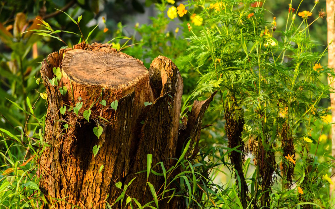 How to Remove a Tree Stump from your Lawn