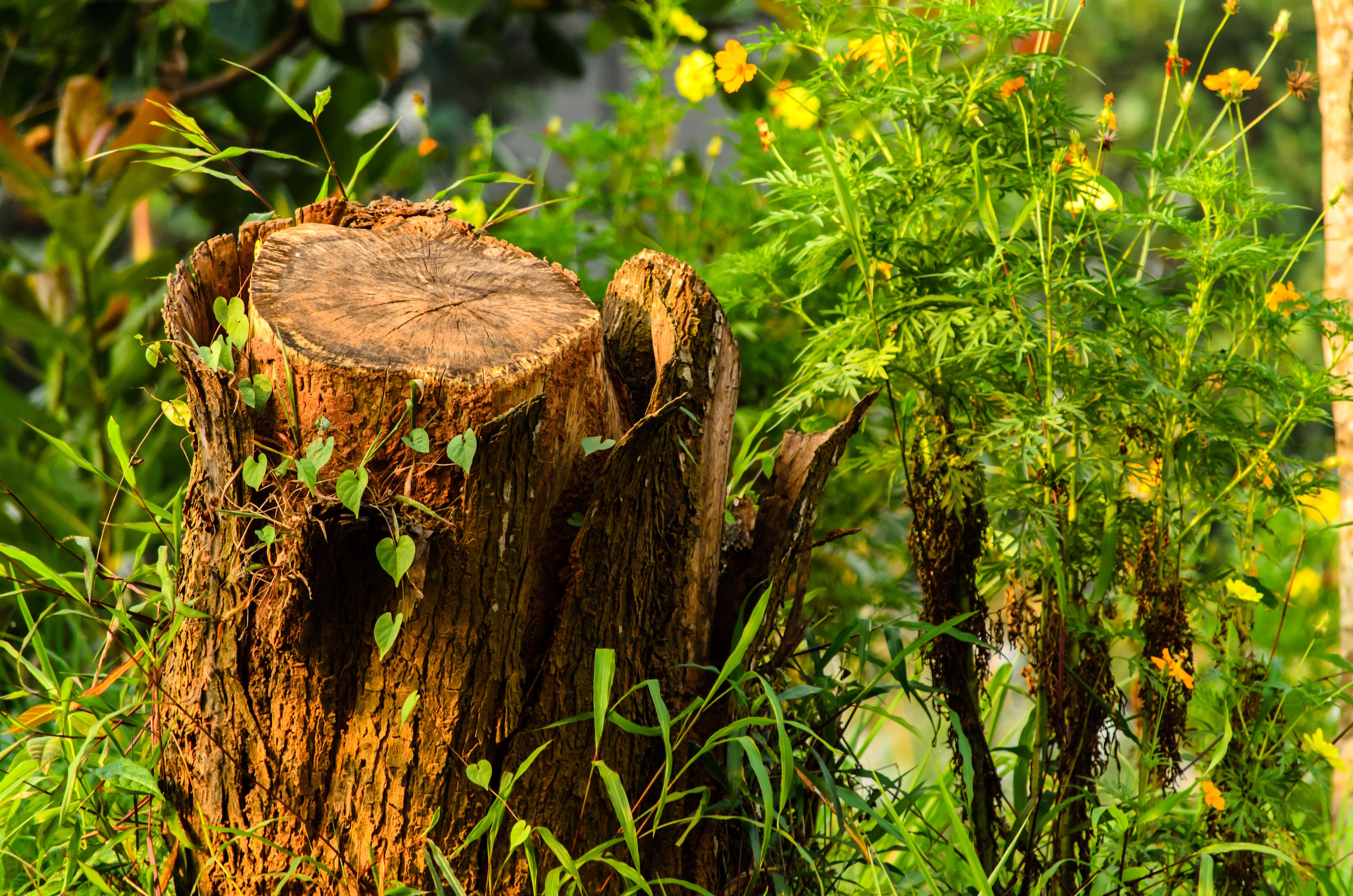 How to Remove a Tree Stump from your Lawn 