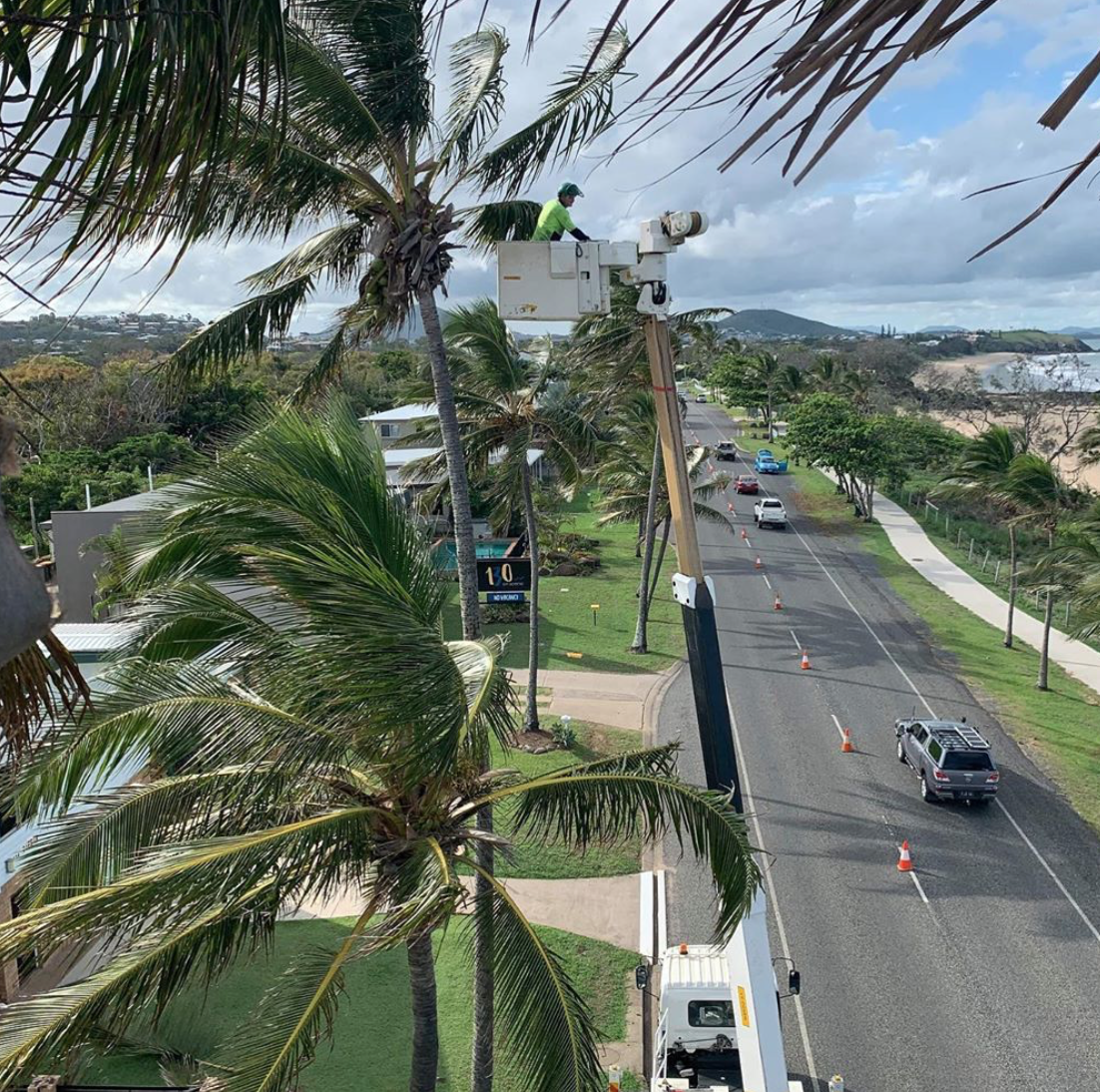 Tree pruning, shaping and maintenance gold coast