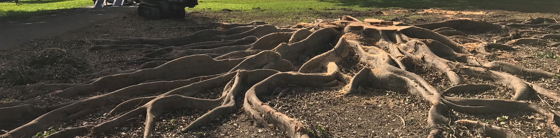 gold coast council approval for tree removal 