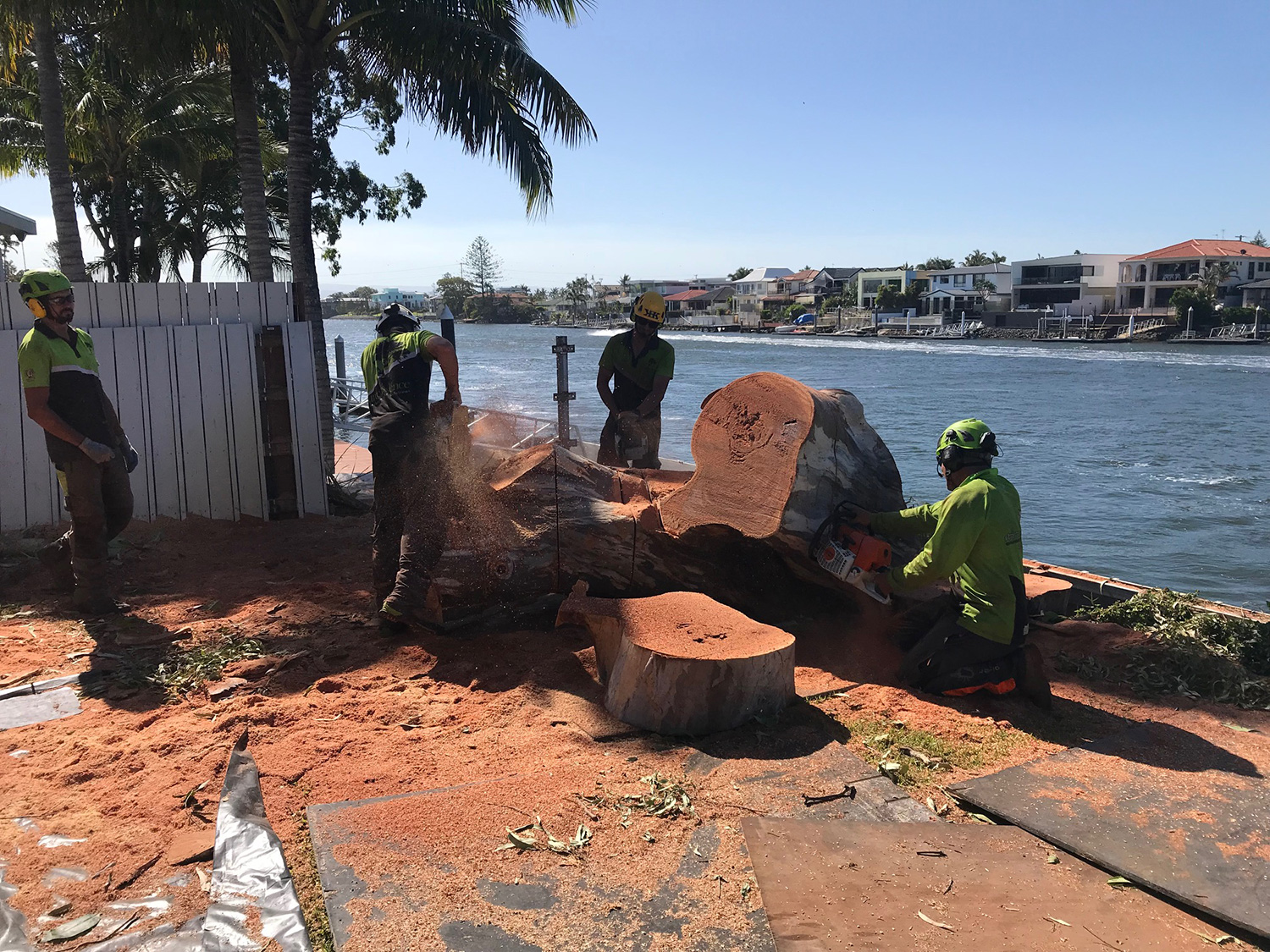 very large tree removal arborist gold coast